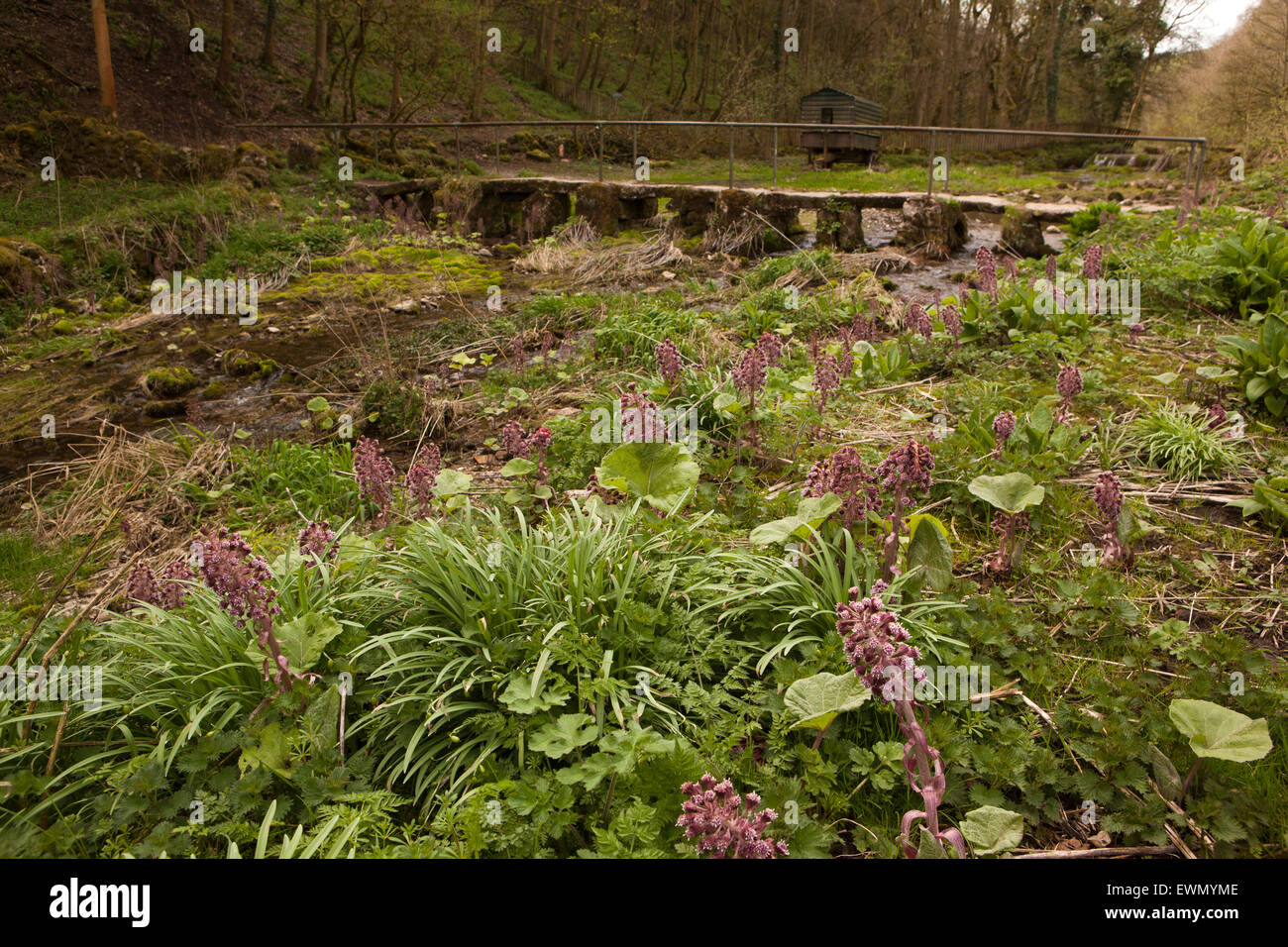 UK, England, Derbyshire, Over Haddon, wetland plants at footbridge over River Lathkill Dale Nature Reserve Stock Photo
