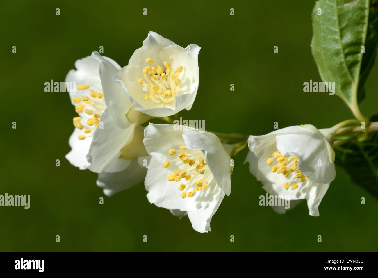 White and odorous flowers of blooming Philadelphus Stock Photo