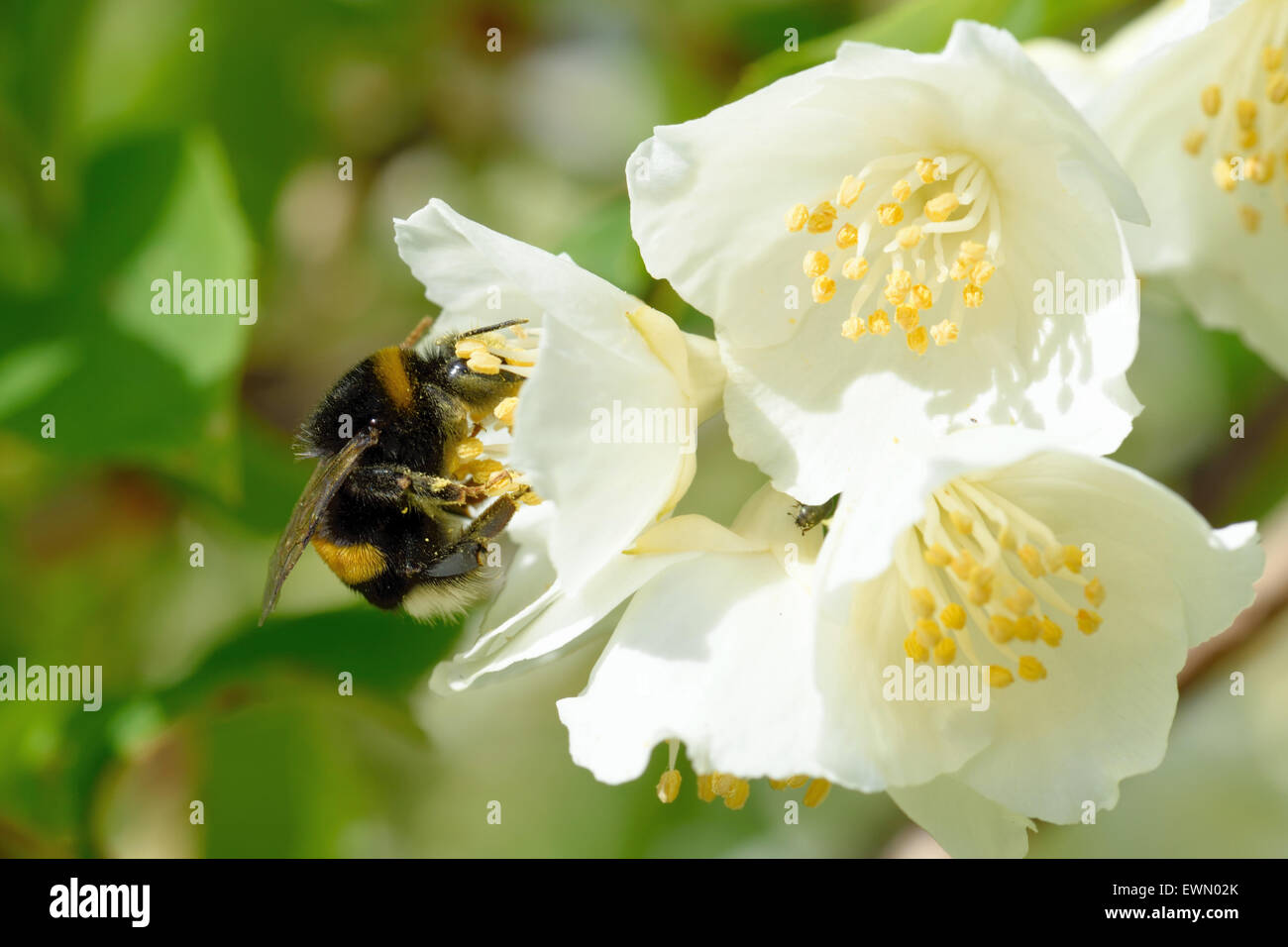 Bumblebee on a flower of Philadelphus (mock-orange) Stock Photo