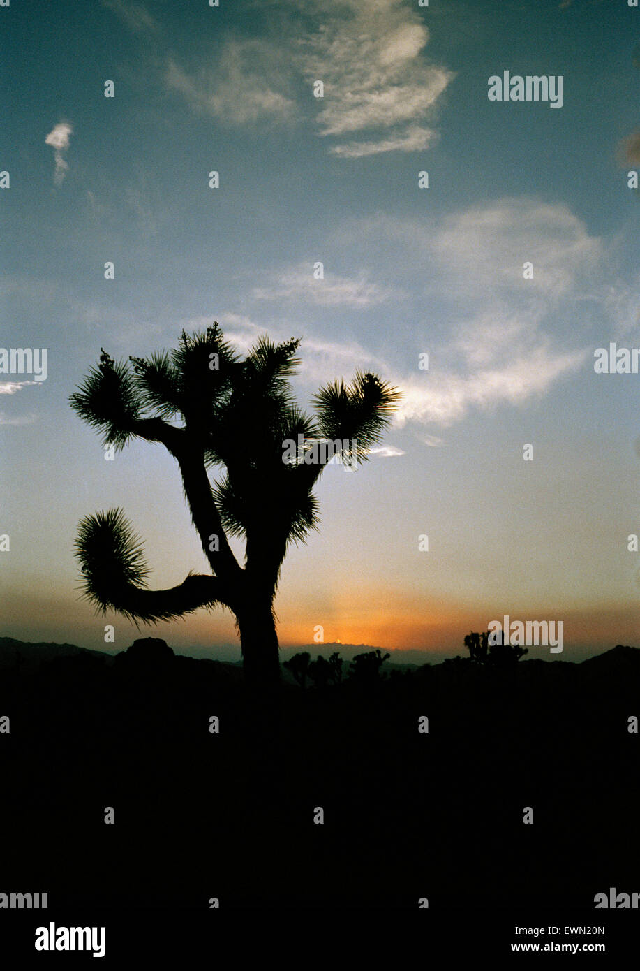 Sunset in the Mojave desert, California with a Joshua Tree (Yucca brevifolia)  in foreground. Stock Photo