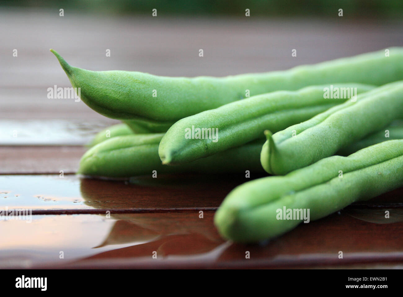 Climbing green bean hires stock photography and images Alamy