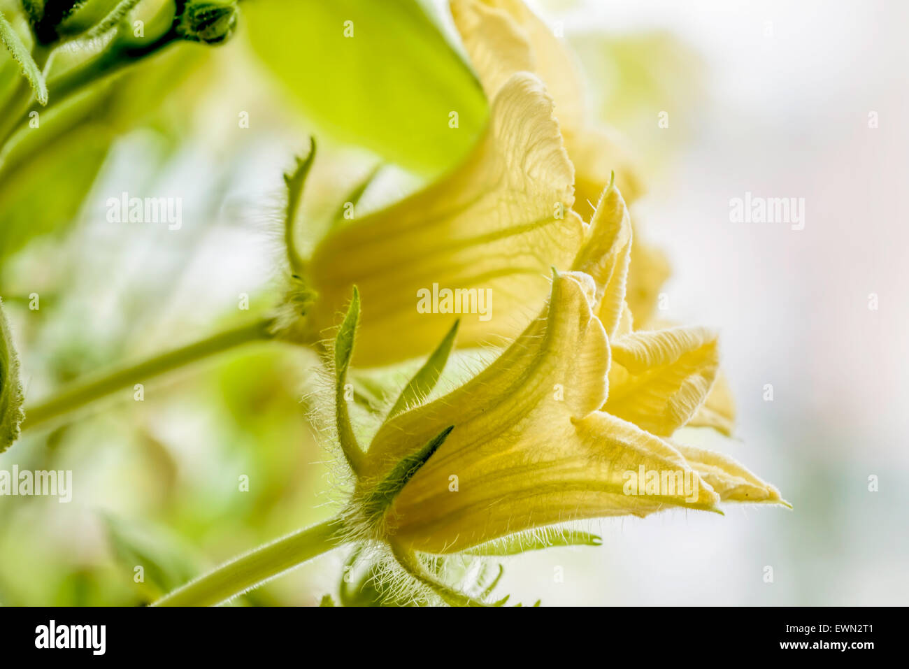 Young yellow pumpkin flower with tender green leaves Stock Photo - Alamy