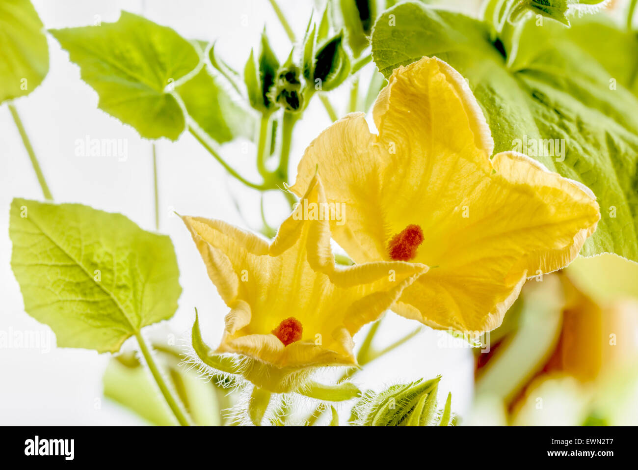 Young yellow pumpkin flower with tender green leaves Stock Photo - Alamy