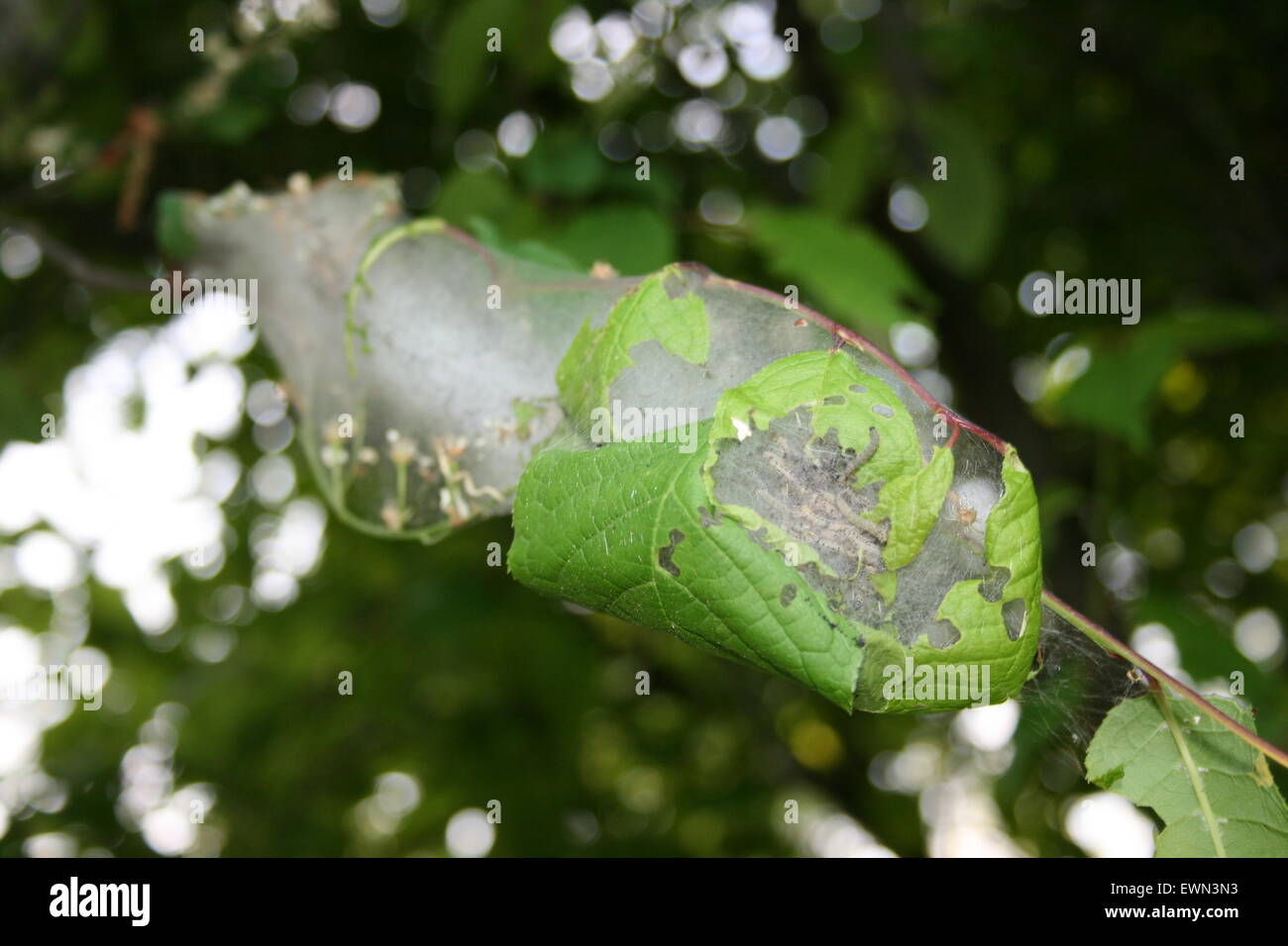 ermine moths nest Stock Photo Alamy