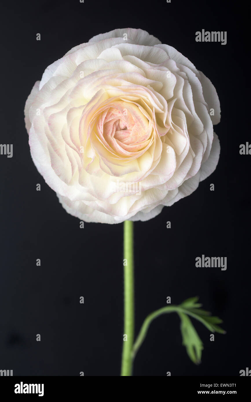 Single White Ranunculus Single bloom of white ranunculus on black background Stock Photo - Alamy