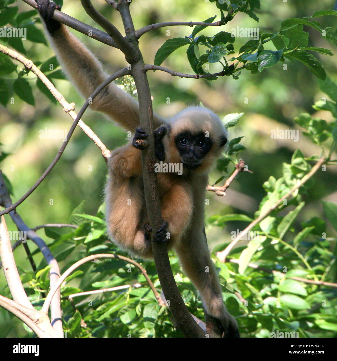 Golden Gibbon Stock Photos & Golden Gibbon Stock Images Alamy