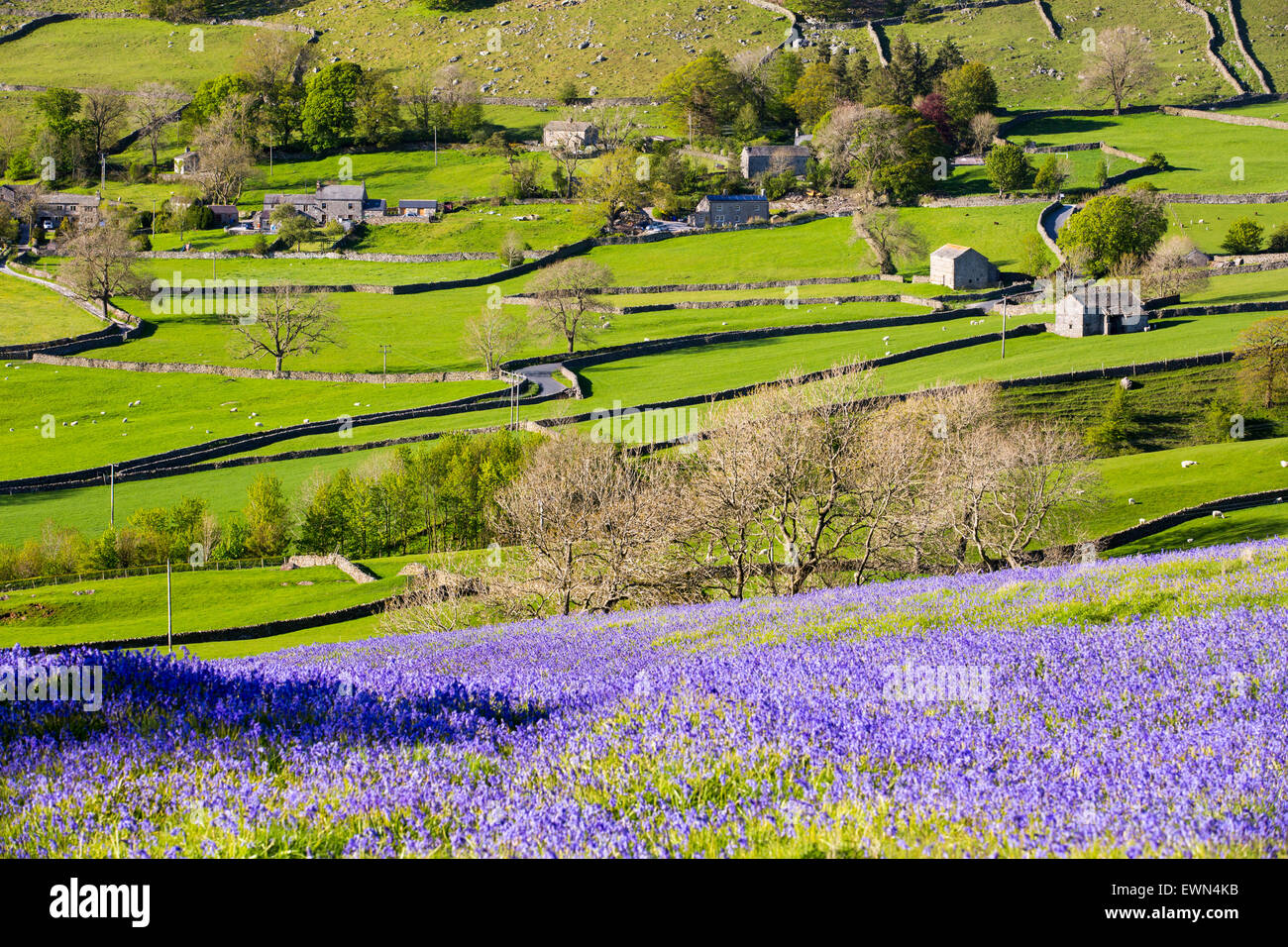 Bluebells above Austwick in the Yorkshire Dales, UK. Stock Photo