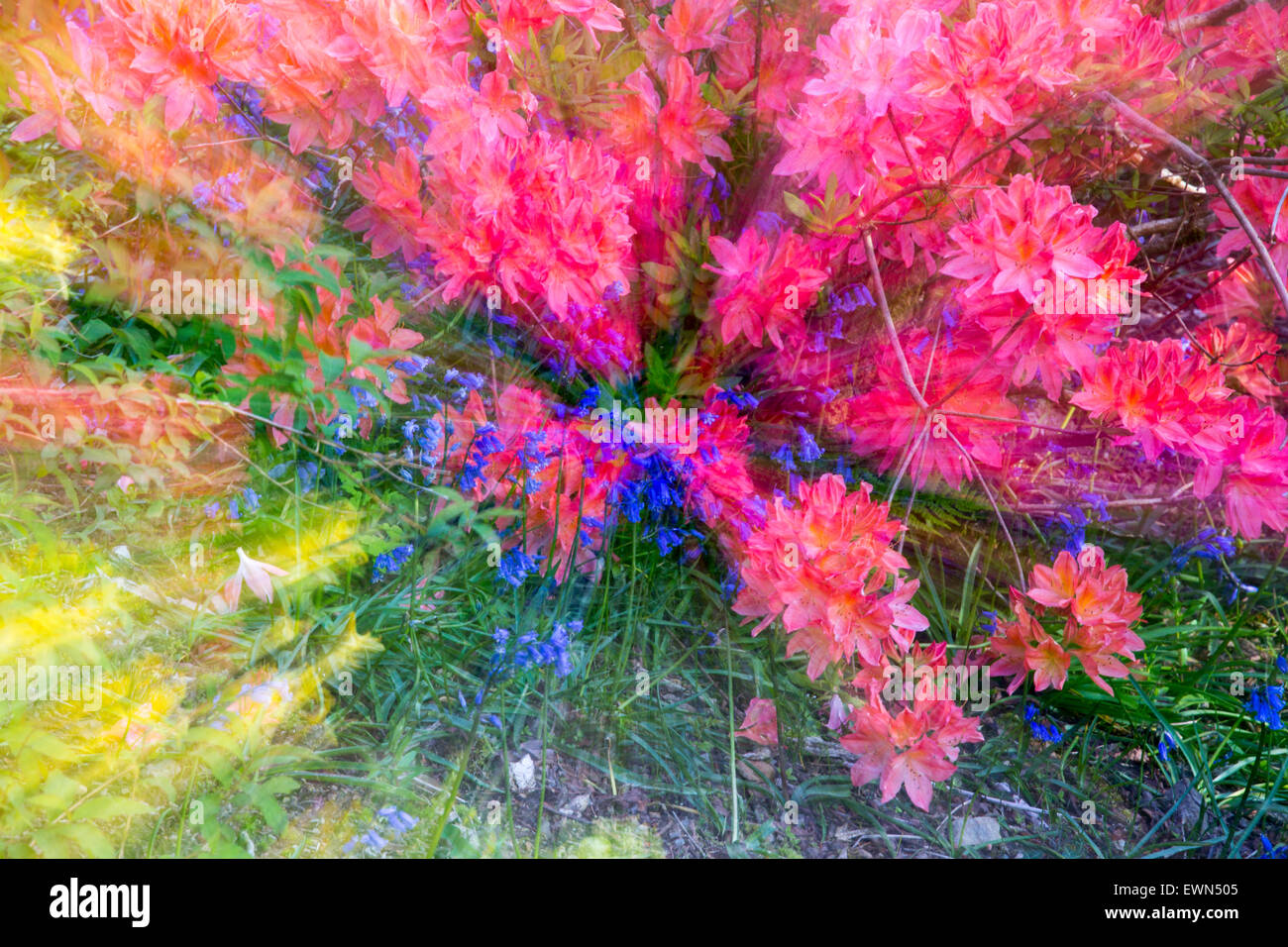 Bluebells and Azaleas flowering in Holehird Gardens, Windermere, UK ...