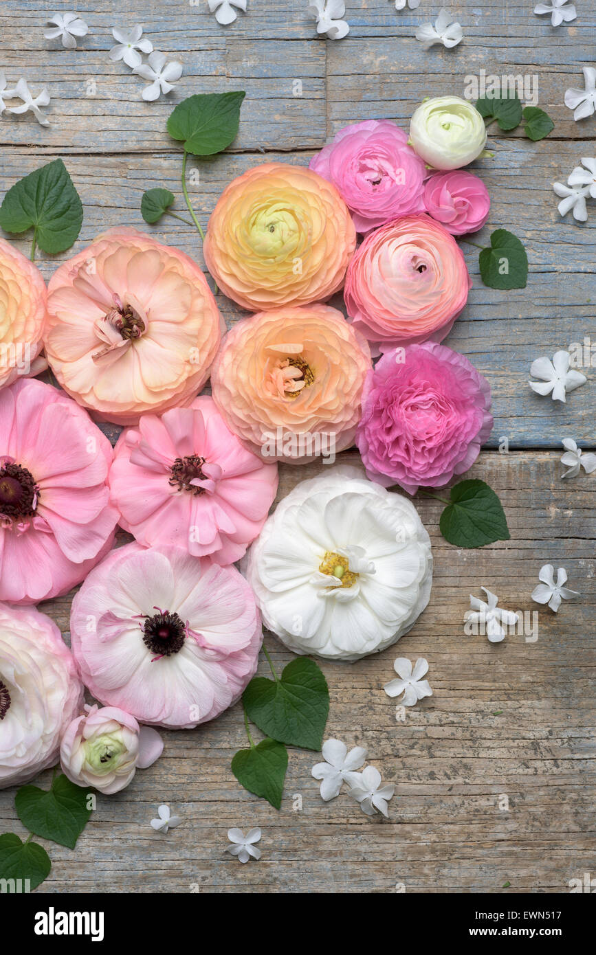 Colored blooms hi-res stock photography and images - Alamy