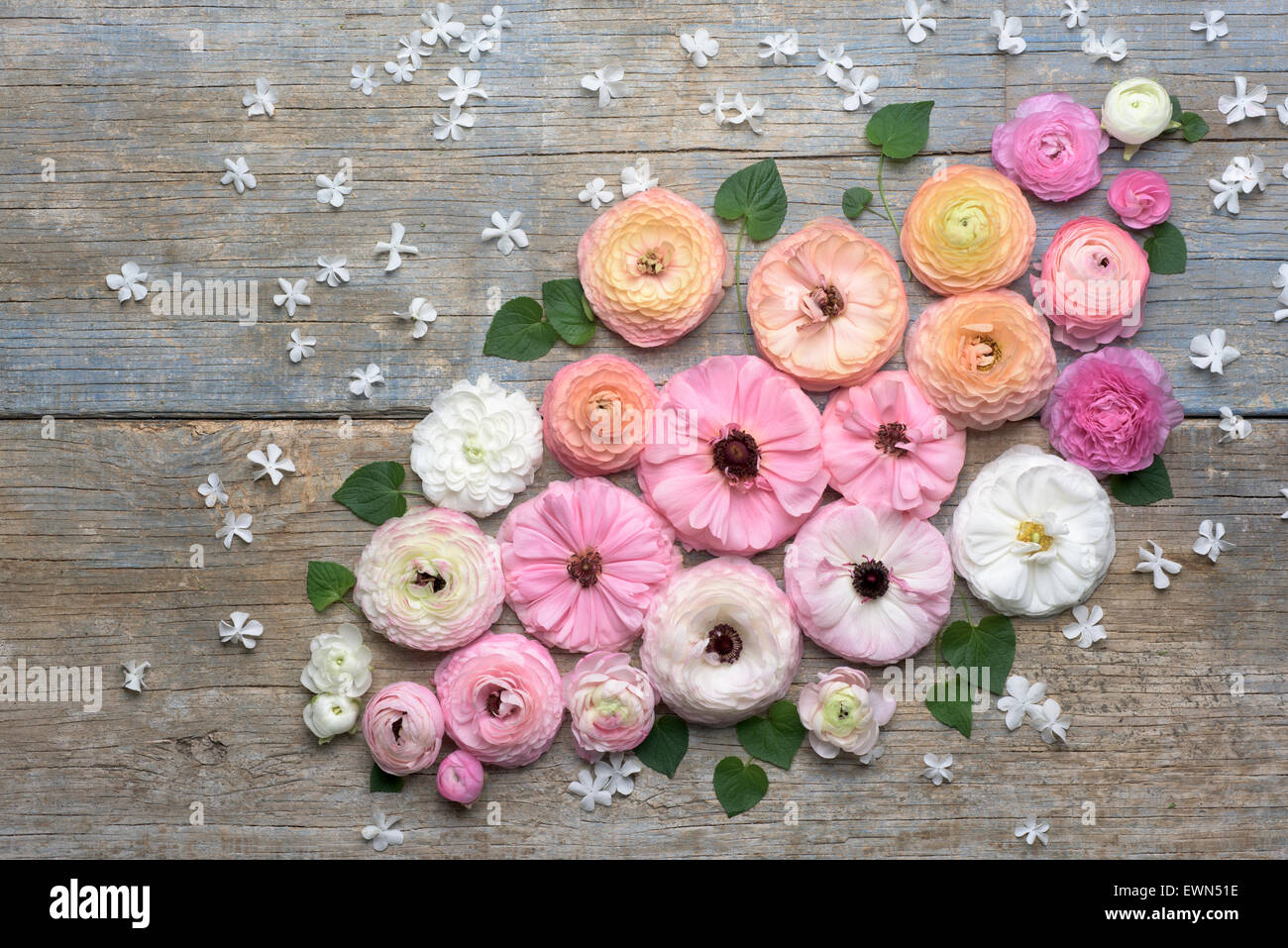 Overhead shot of multi-colored ranunculus blooms Stock Photo - Alamy