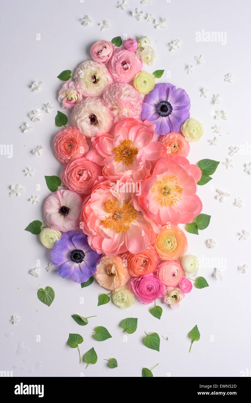 Overhead shot of ranunculus, peonies and anemones Stock Photo Alamy