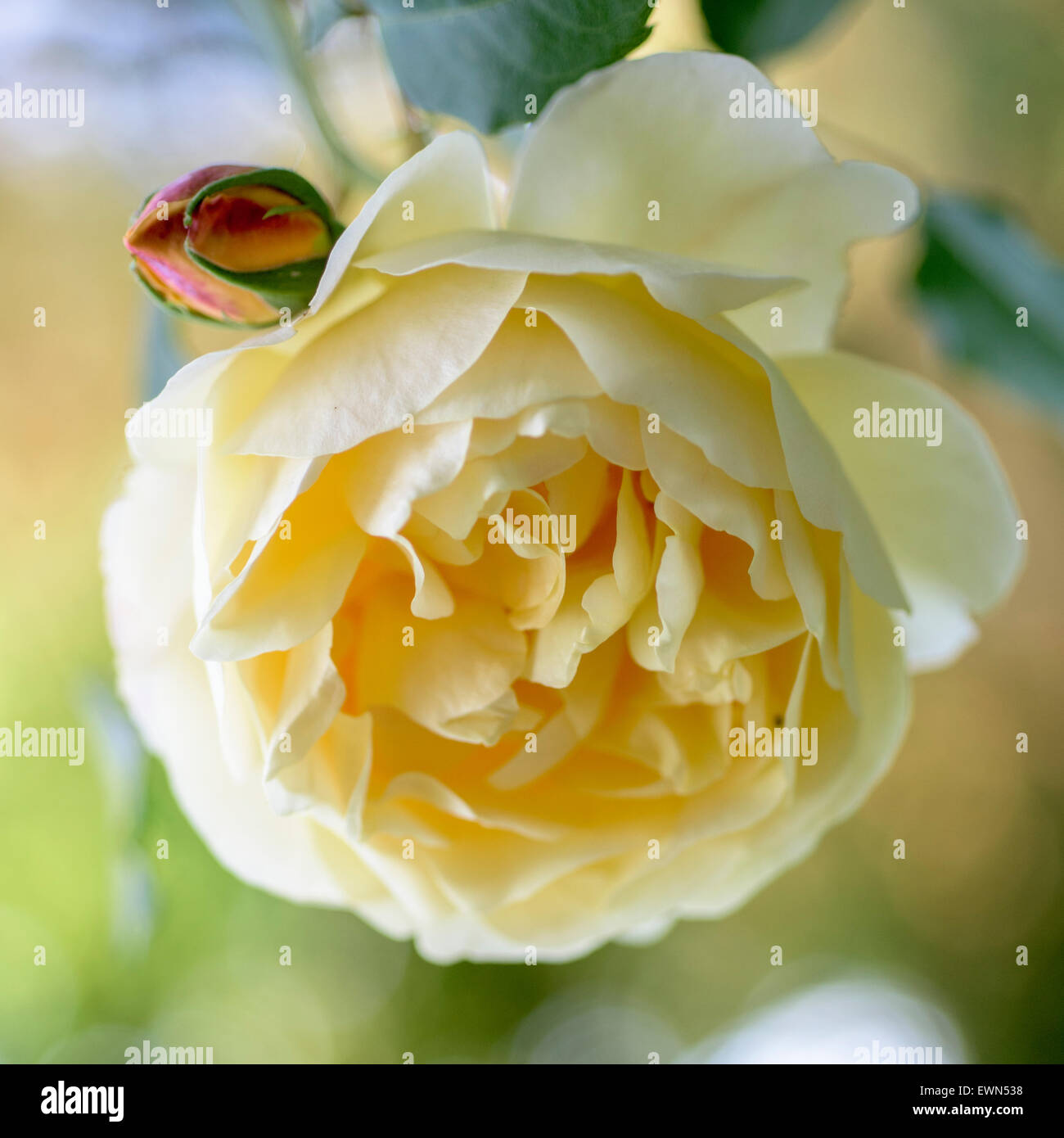 Rosa Graham Thomas, a yellow David Austin rose Stock Photo Alamy