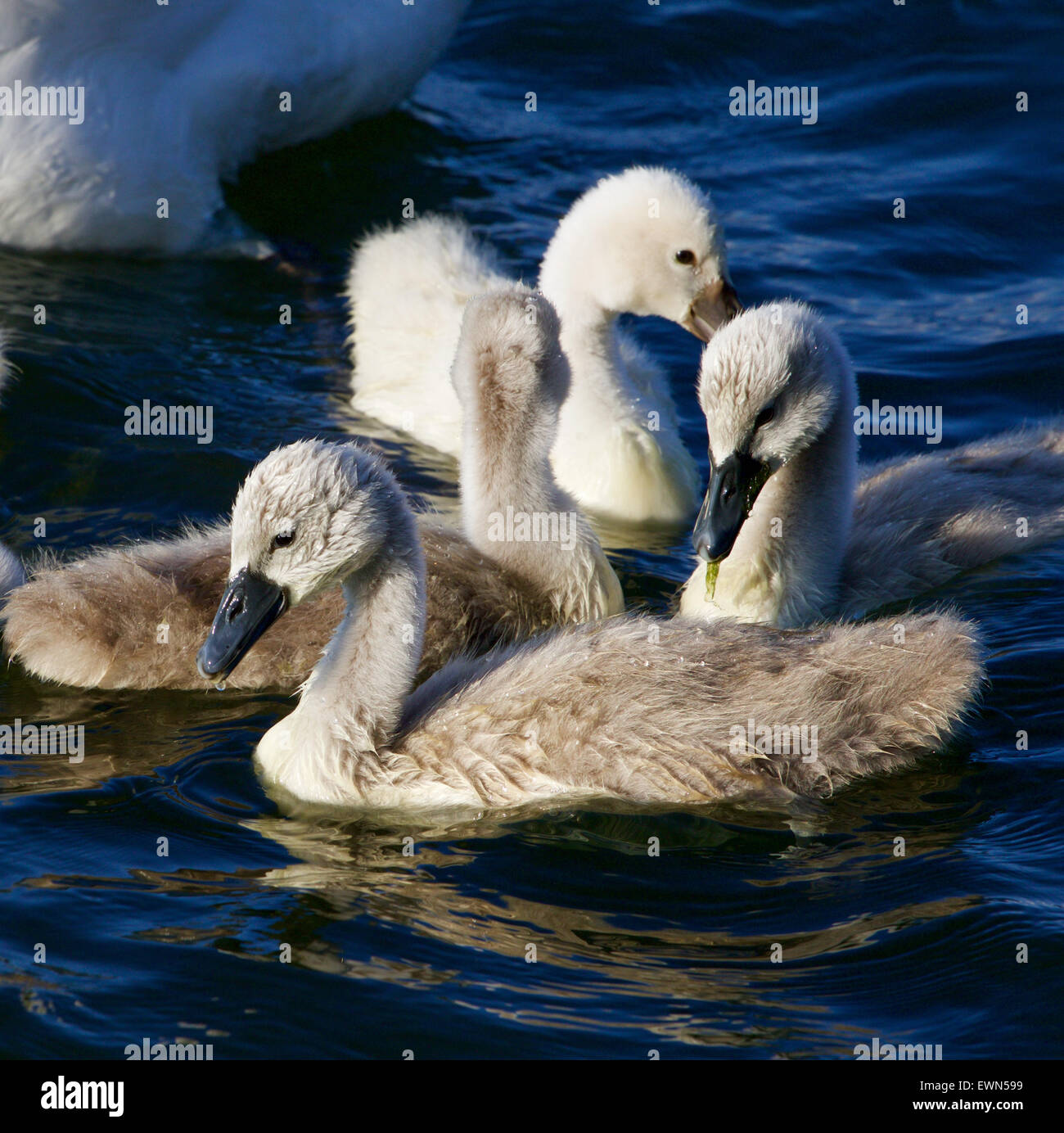 Young mute swans are swimming in the lake Stock Photo Alamy