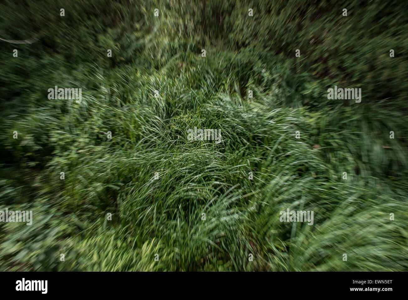 Long grass in motion Stock Photo