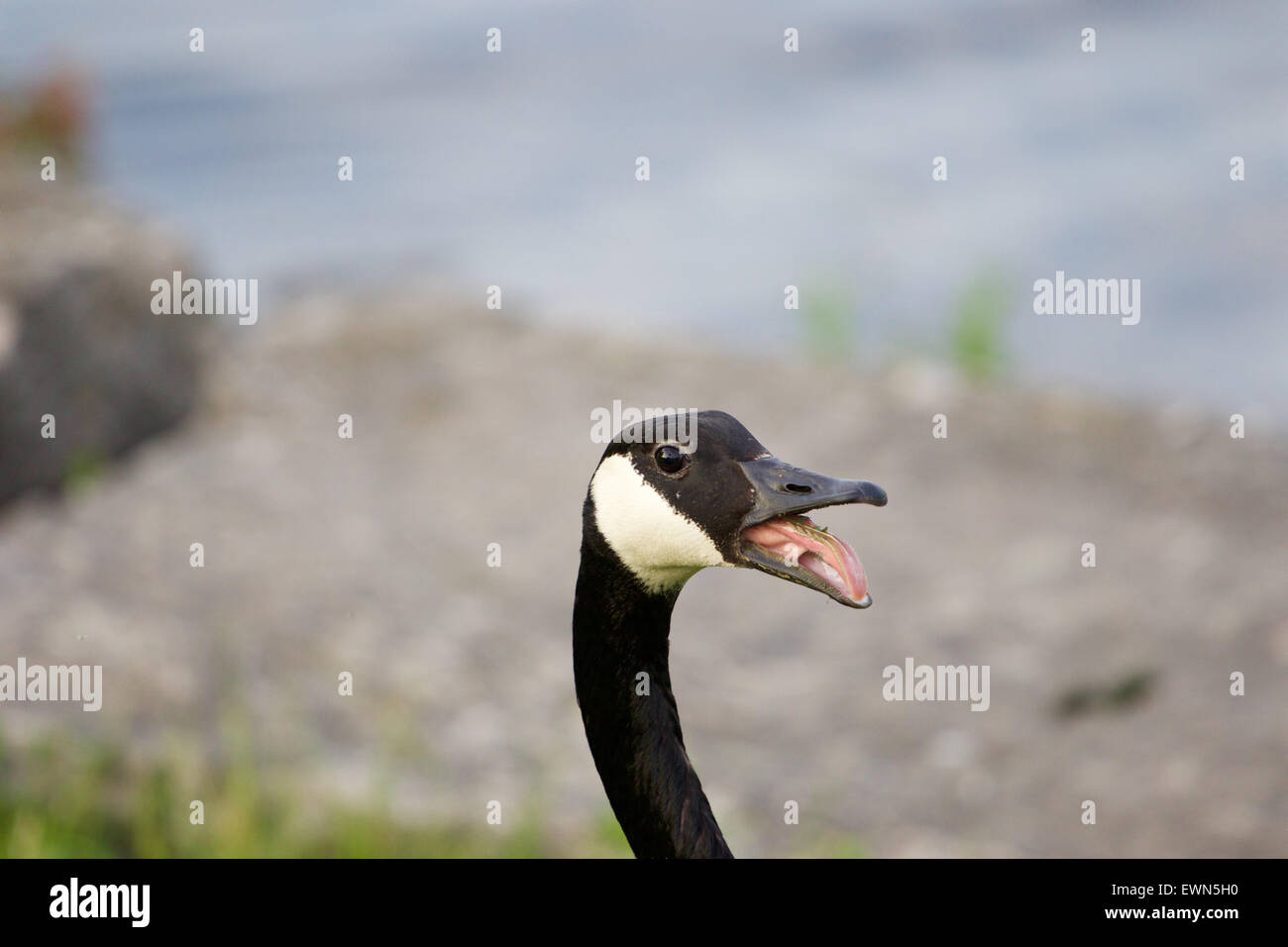 The strong fear of the cackling goose Stock Photo Alamy