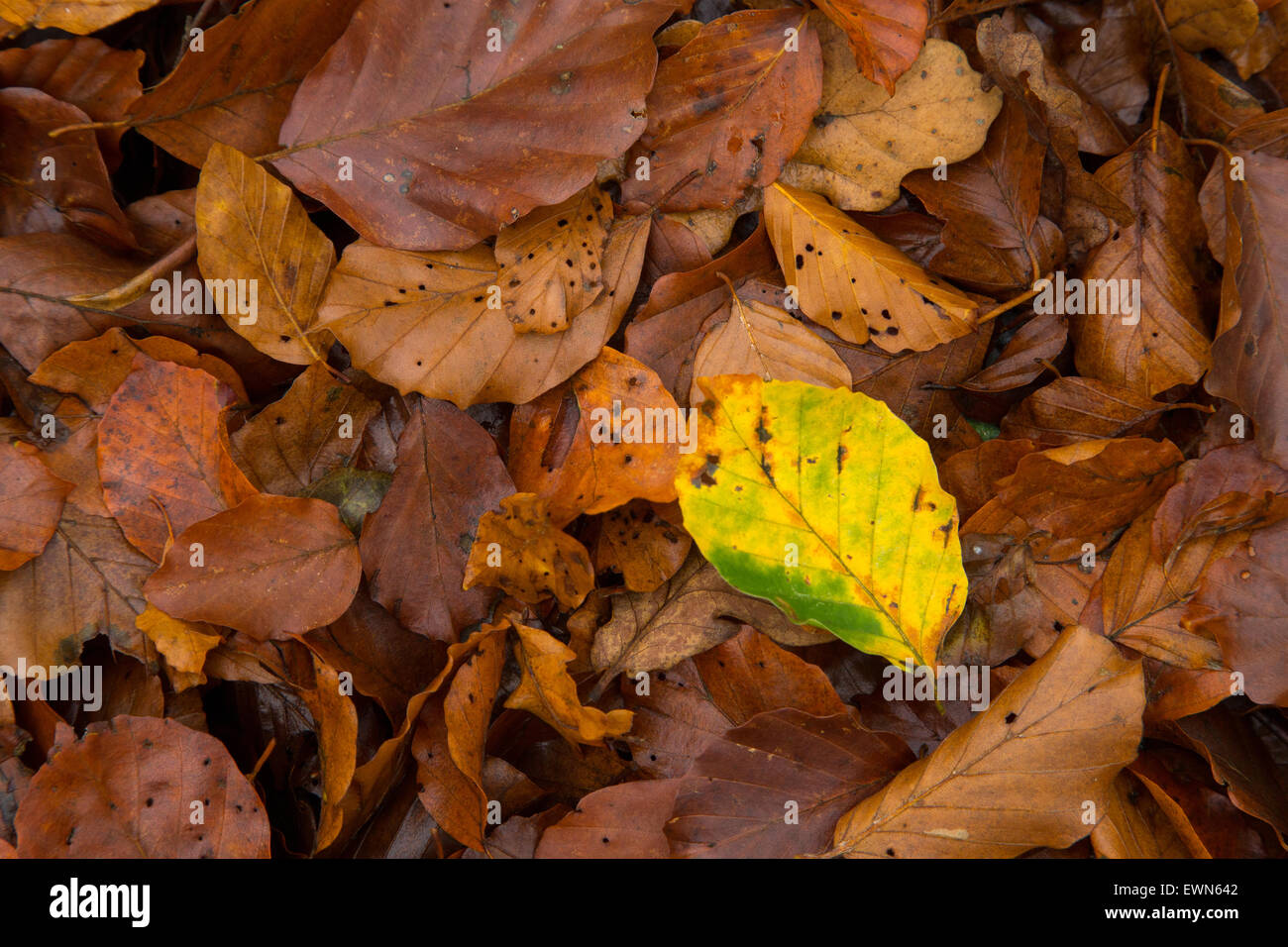 Dead beechleaves on the forest floor Stock Photo