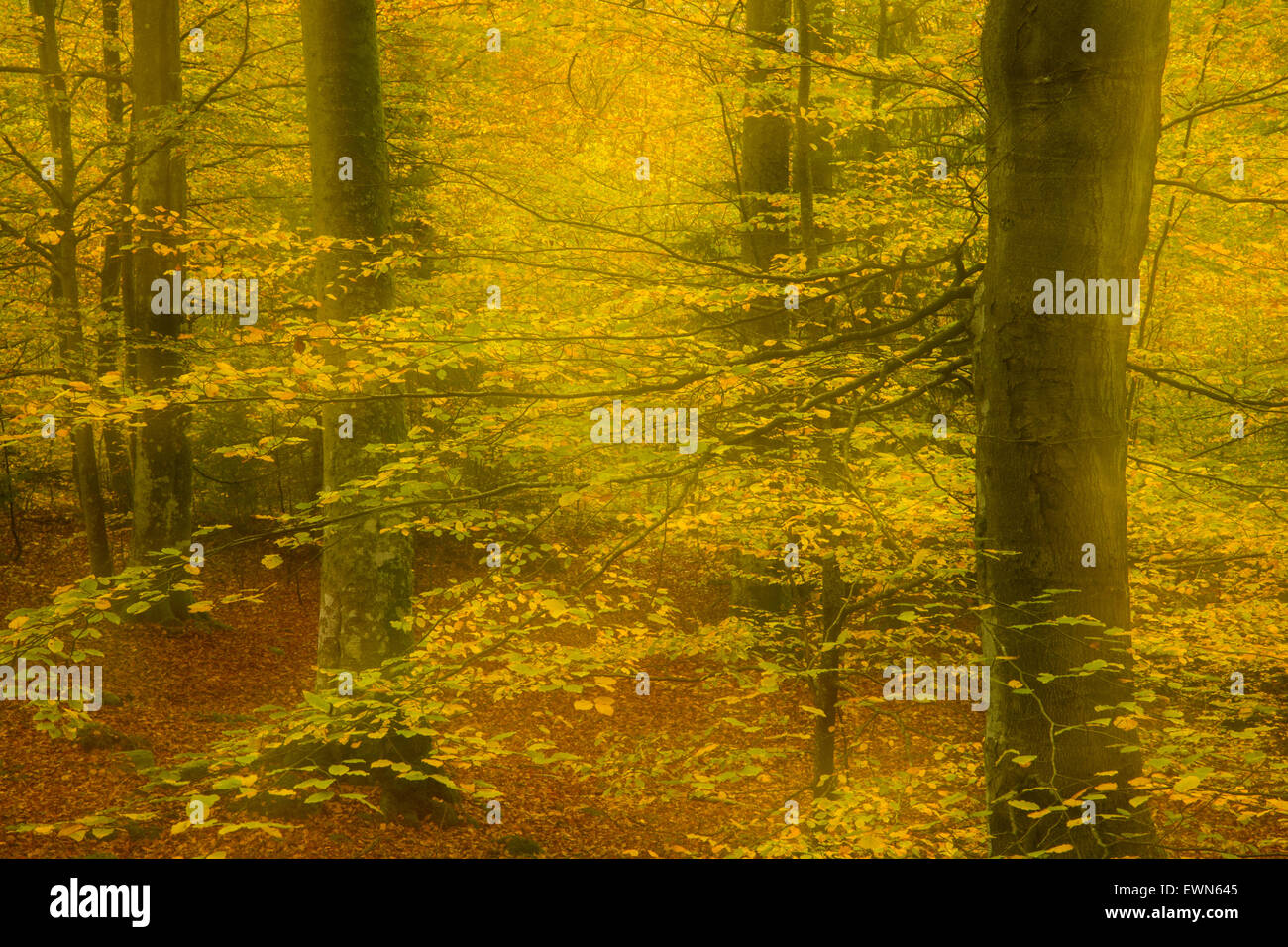 Beechtrees in the autumn Stock Photo