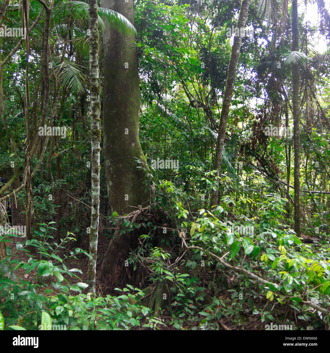 Misty jungle, rainforest scene. The Amazon jungle Stock Photo Alamy
