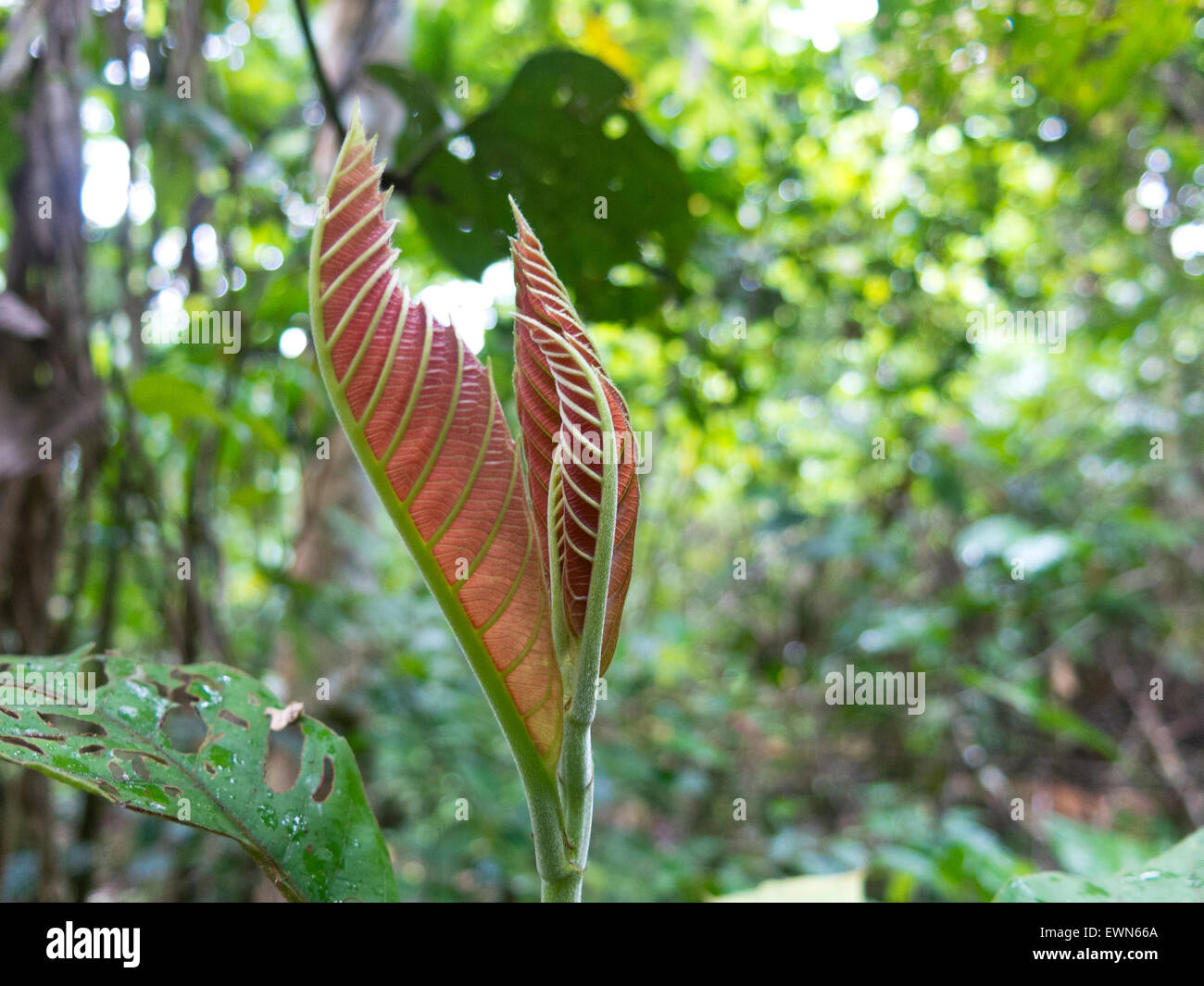 Misty jungle, rainforest scene. The Amazon jungle Stock Photo Alamy