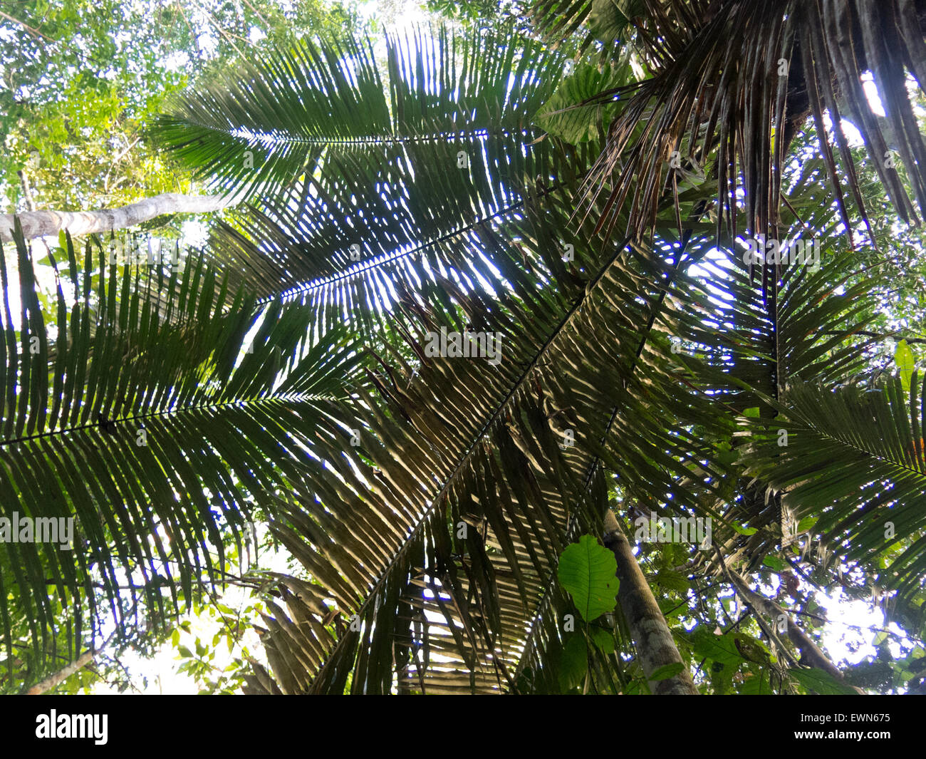 Misty jungle, rainforest scene. The Amazon jungle Stock Photo Alamy