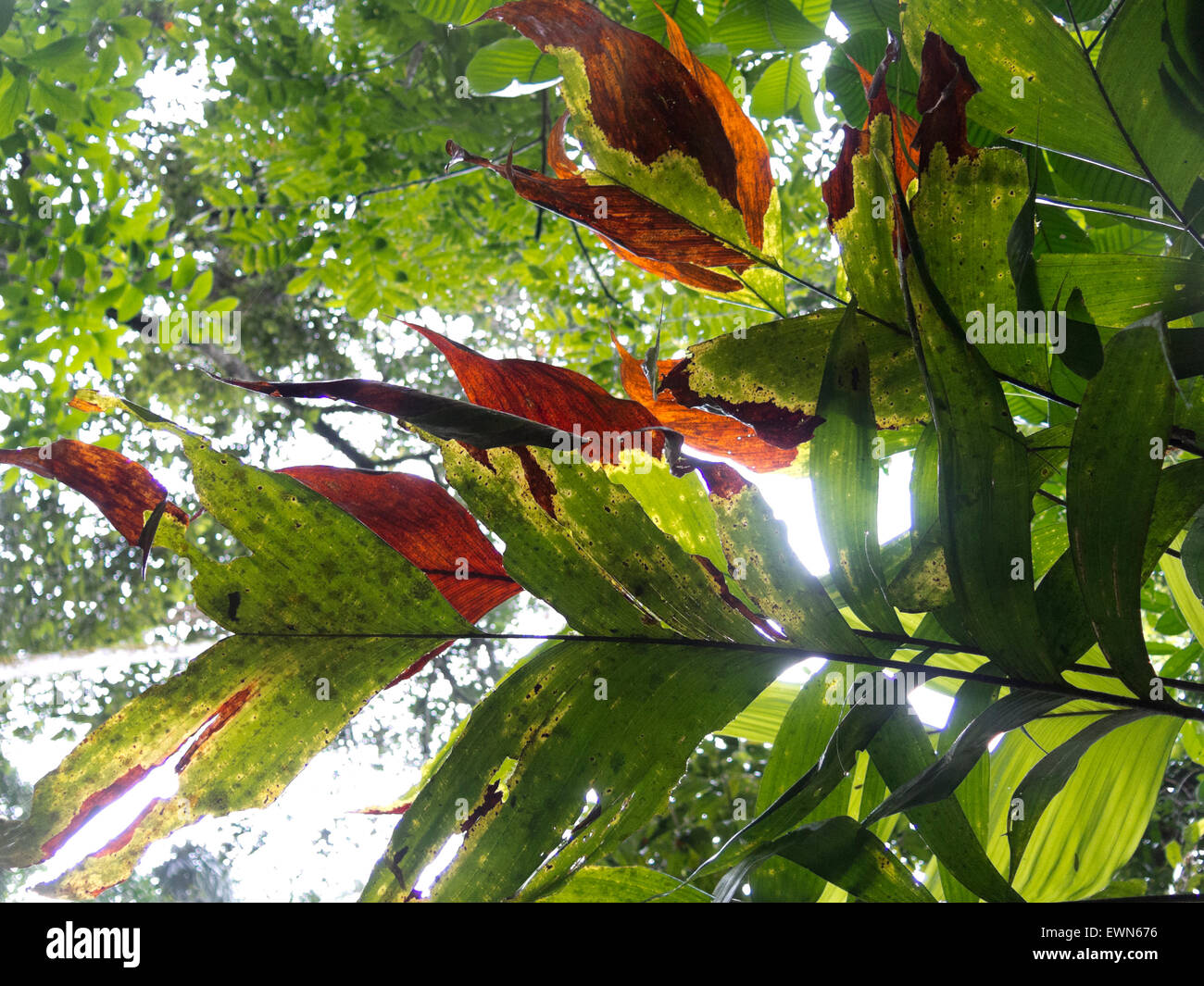 Misty jungle, rainforest scene. The Amazon jungle Stock Photo Alamy