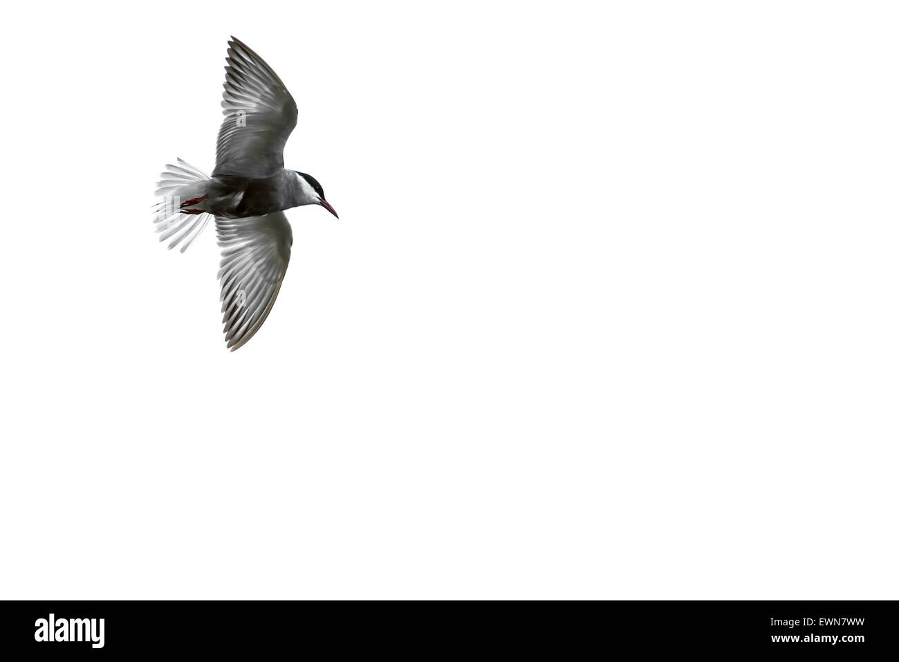 Whiskered tern (Chlidonias hybrida / Chlidonias hybridus) in flight against white background Stock Photo
