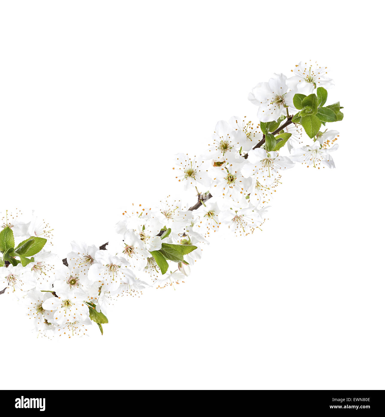 apple flowers branch isolated on a white background Stock Photo