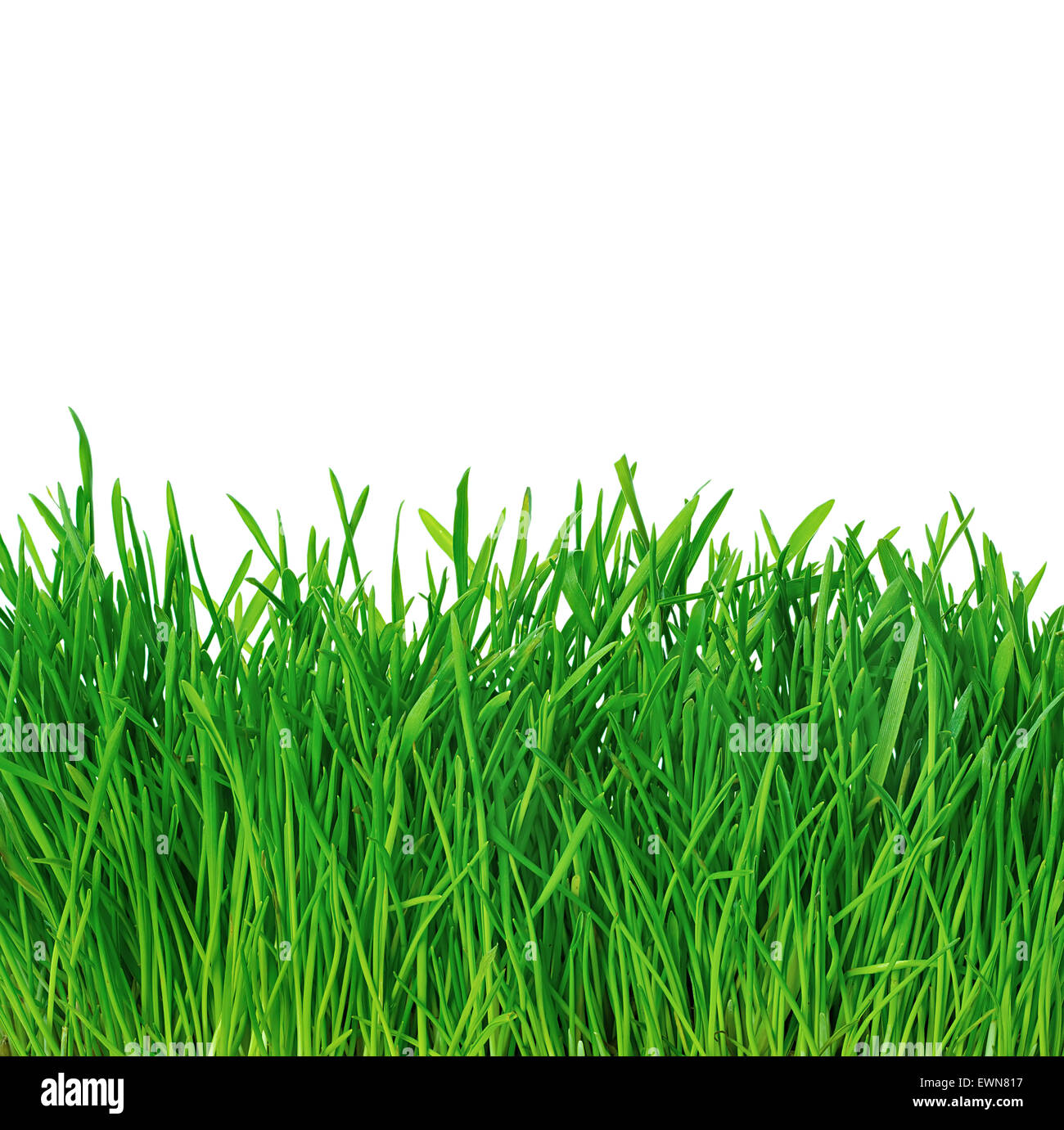 Green grass background Stock Photo