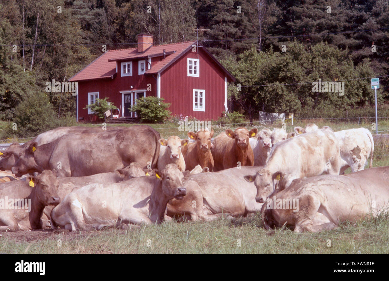 SWEDEN, COWS REST AND GRAZE AGAINST CHARACTERISTIC RED FARM  HOUSE IN THE BACKGROUND Stock Photo