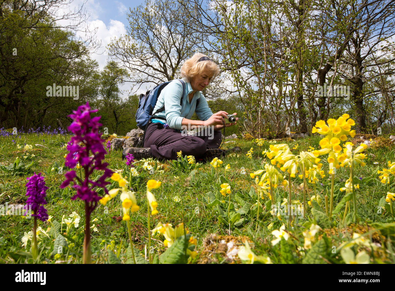 Bluebells, Primroses, Cowlsips and Early Purple Orchids on limestone