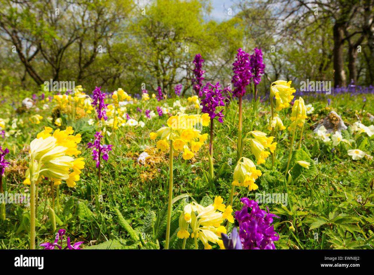 Bluebells, Primroses, Cowlsips and Early Purple Orchids on limestone