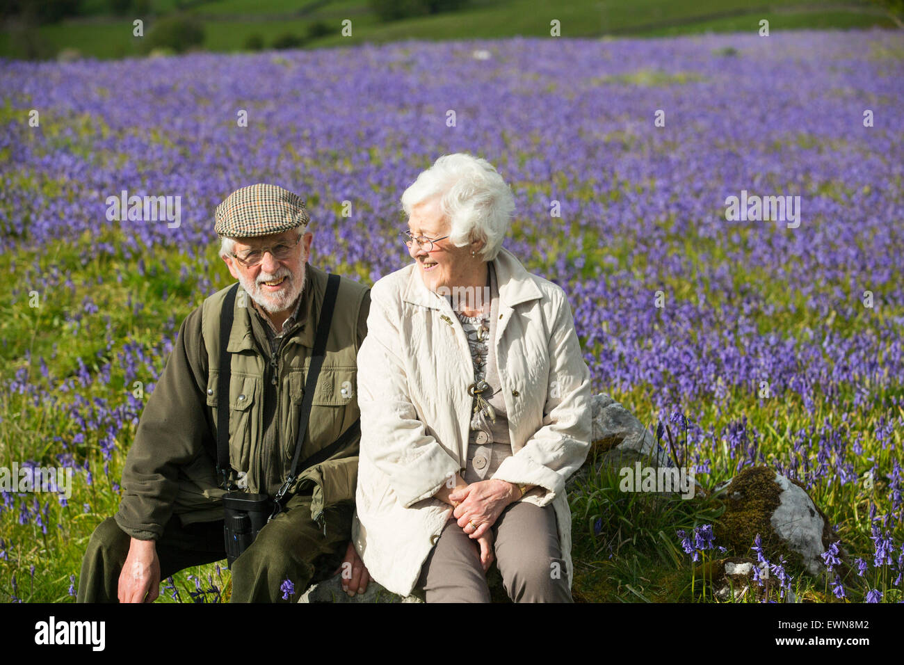 An old couple amongst Bluebells above Austwick in the Yorkshire Dales, UK. Stock Photo