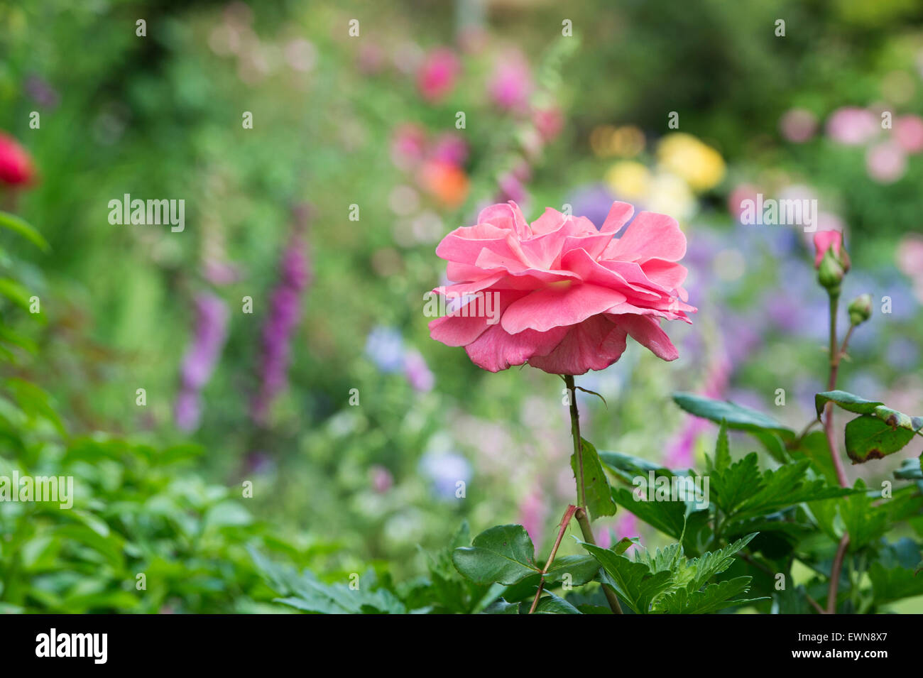 Rosa 'Dearest'. Rose 'Dearest'. Floribunda rose 'Dearest' in an english garden Stock Photo