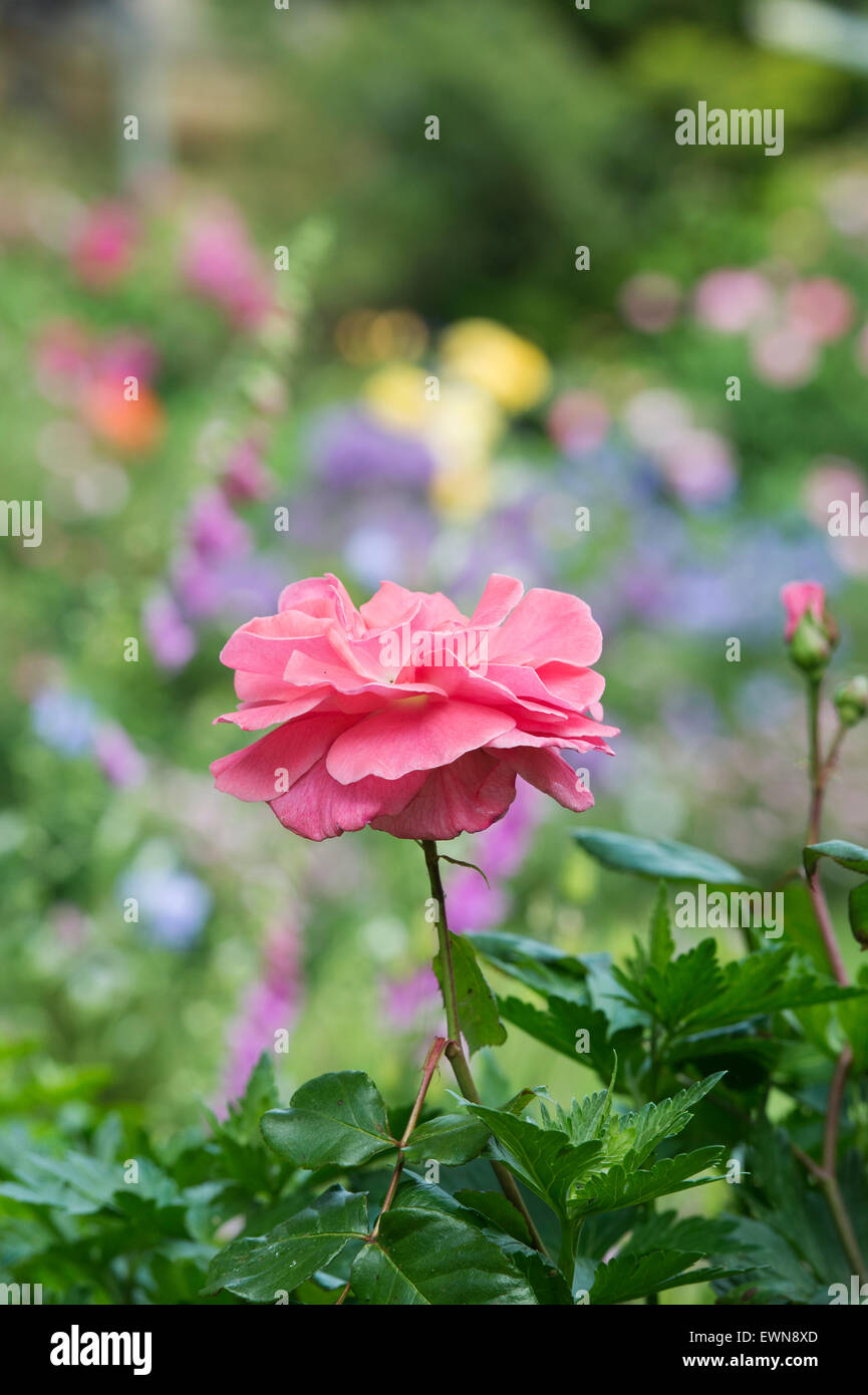 Rosa 'Dearest'. Rose 'Dearest'. Floribunda rose 'Dearest' in an english garden Stock Photo