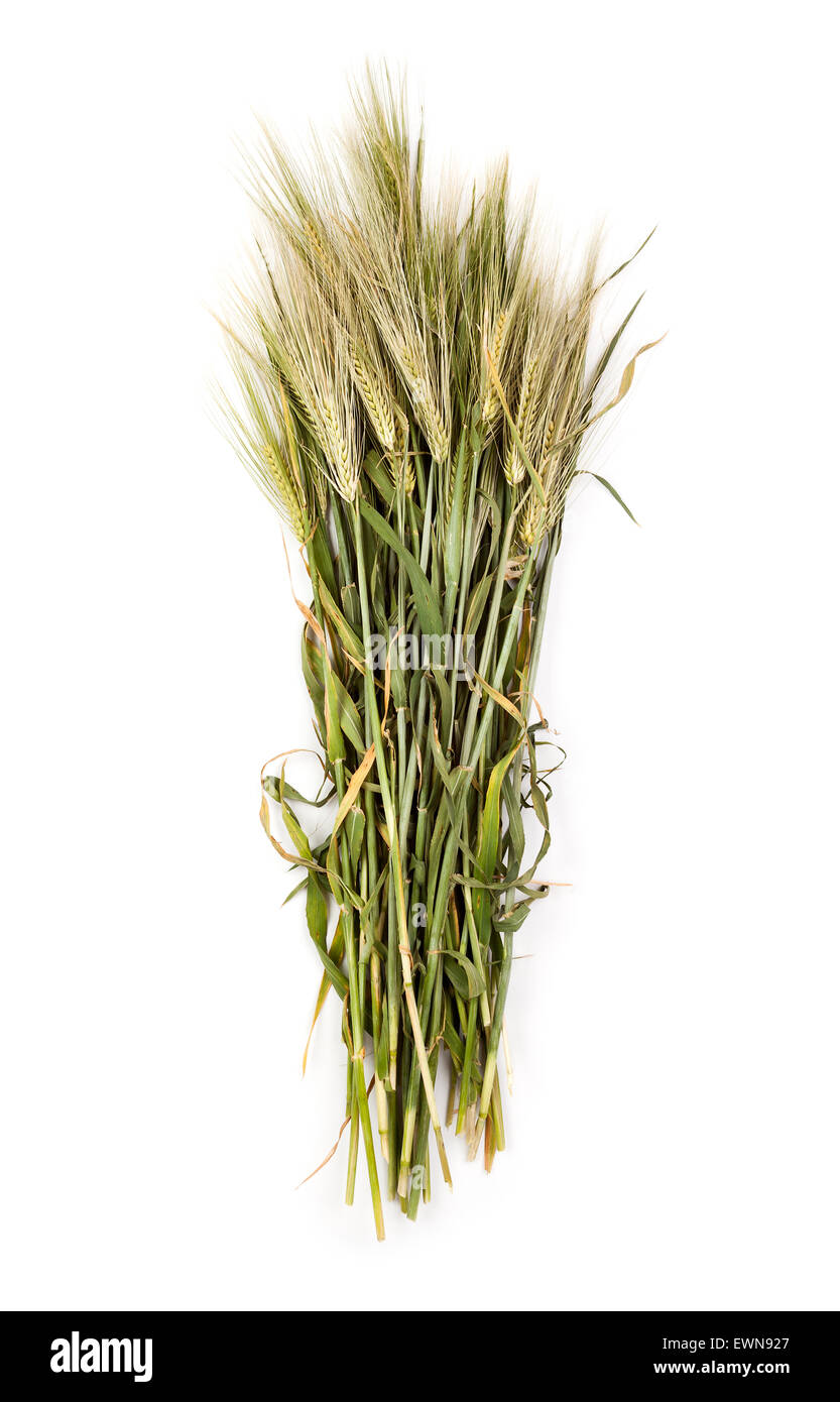 wheat isolated Stock Photo