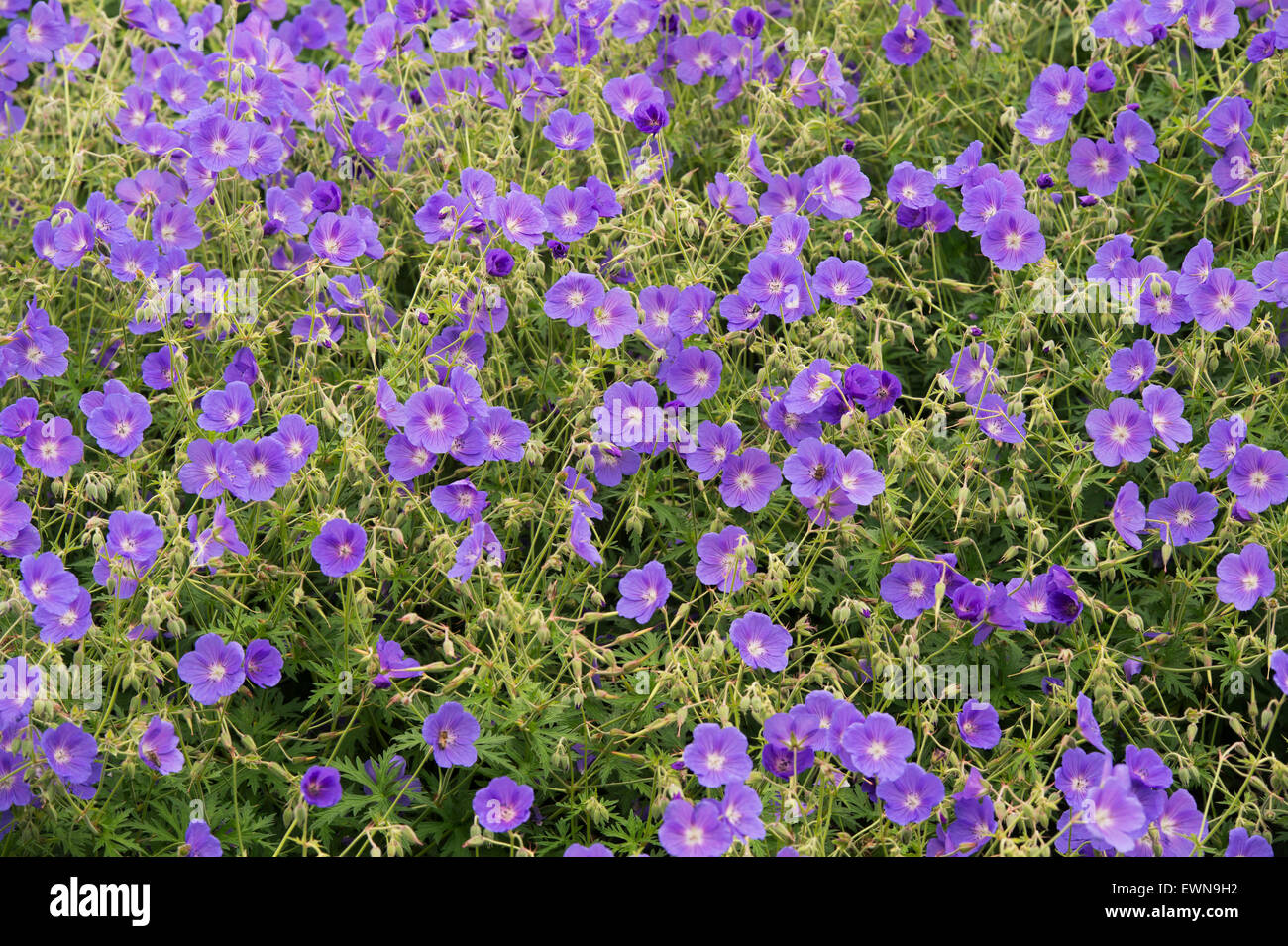 Geranium Orion flowers. Cranesbill Stock Photo
