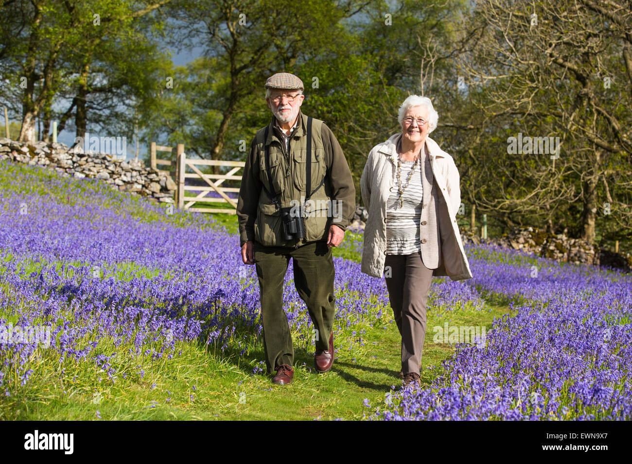An old couple walking through Bluebells above Austwick in the Yorkshire Dales, UK. Stock Photo