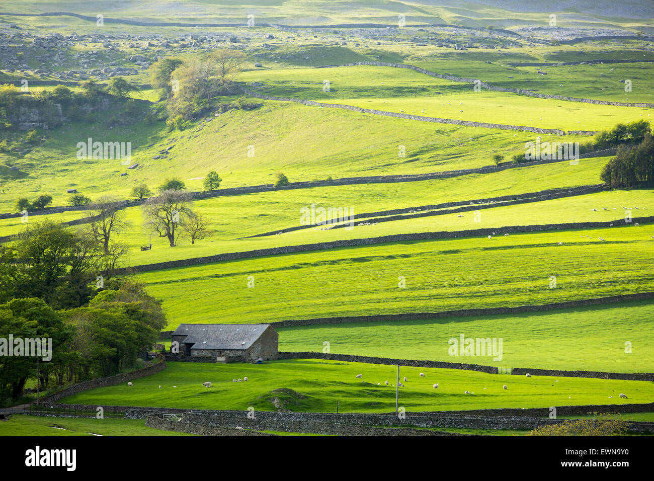 Field boundaries on the outskirts of Austwick in the Yorkshire Dales ...