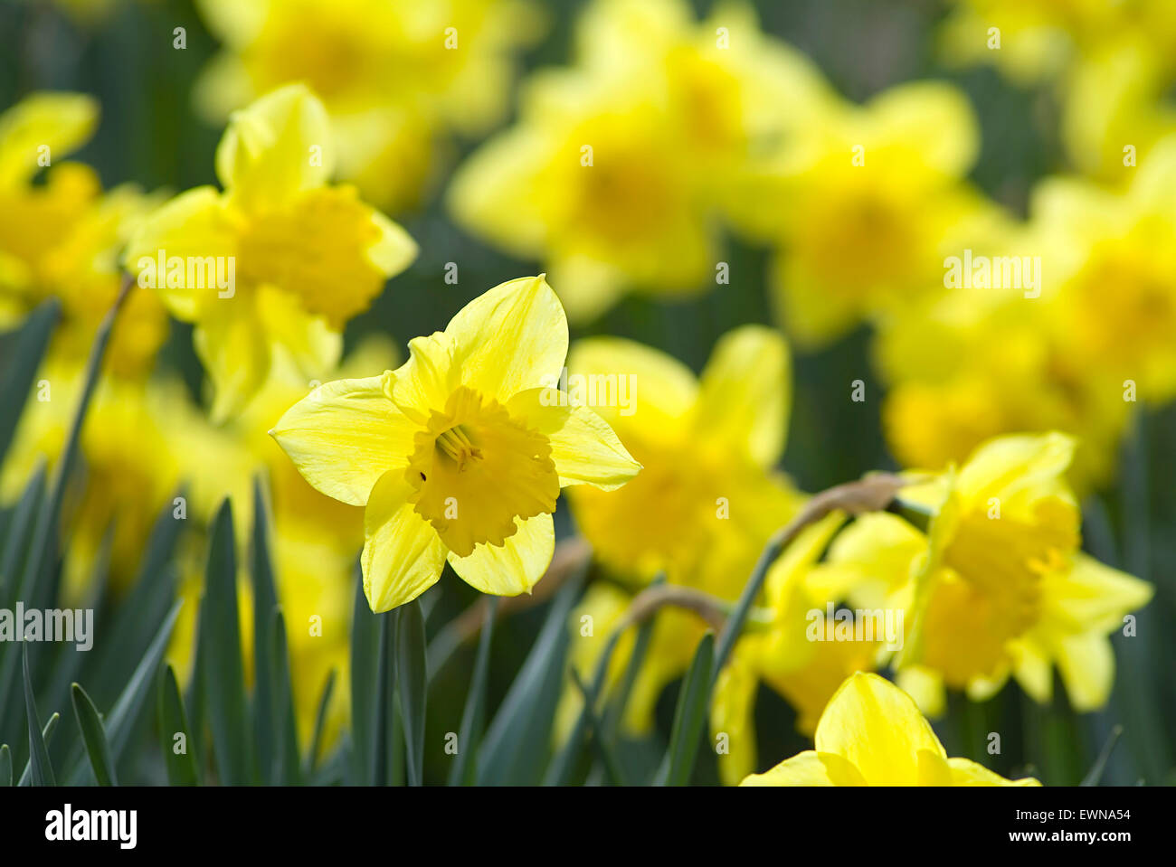Bunch of daffodils, narcissi (Narcissus) in a park Stock Photo