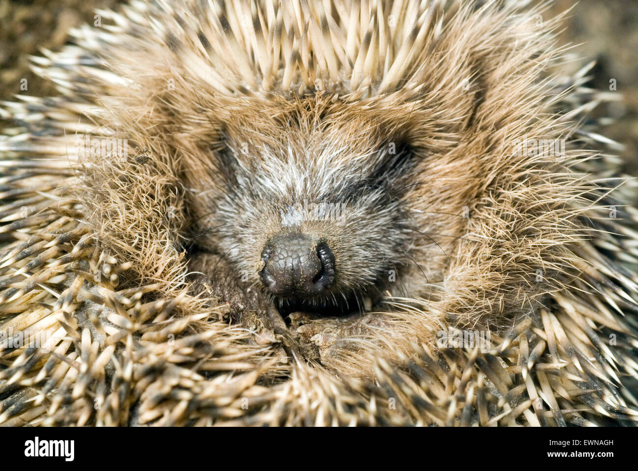 Little Hedgehog (Erinaceus europaeus) rolled up close up Stock Photo