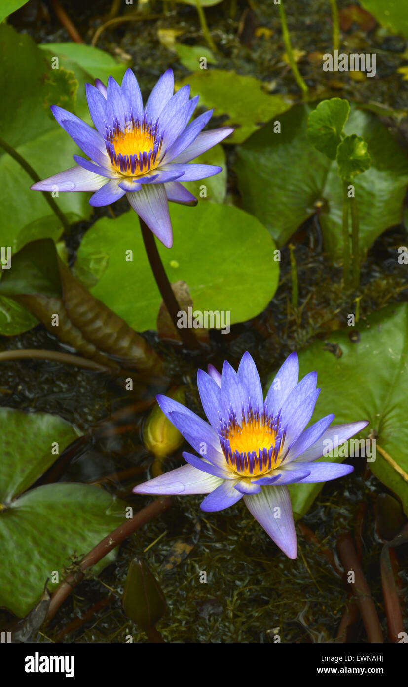 Blue waterlily flower Latin name Nymphaea sp. Stock Photo