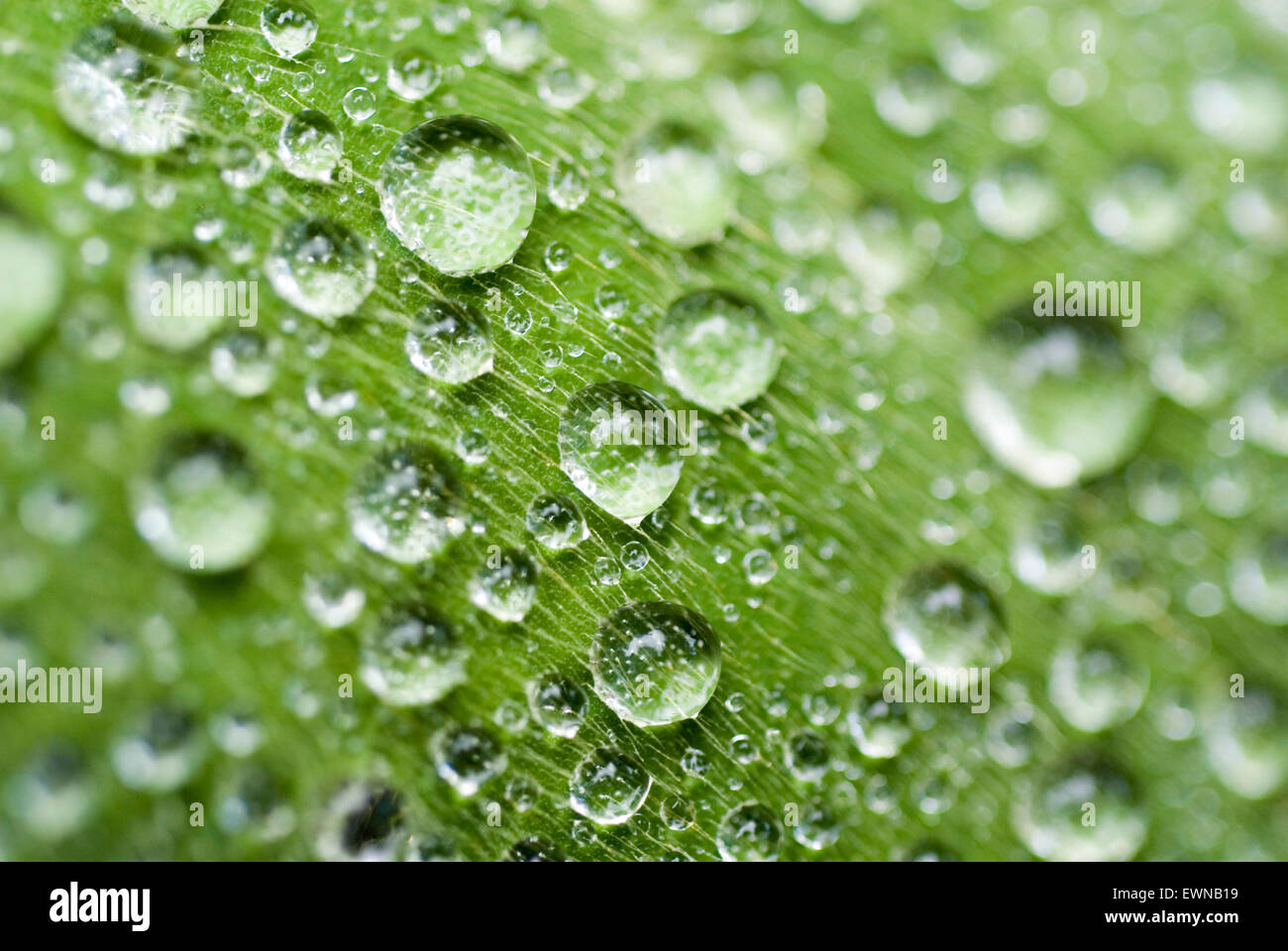 Waterdrops on a green leave, macro Stock Photo