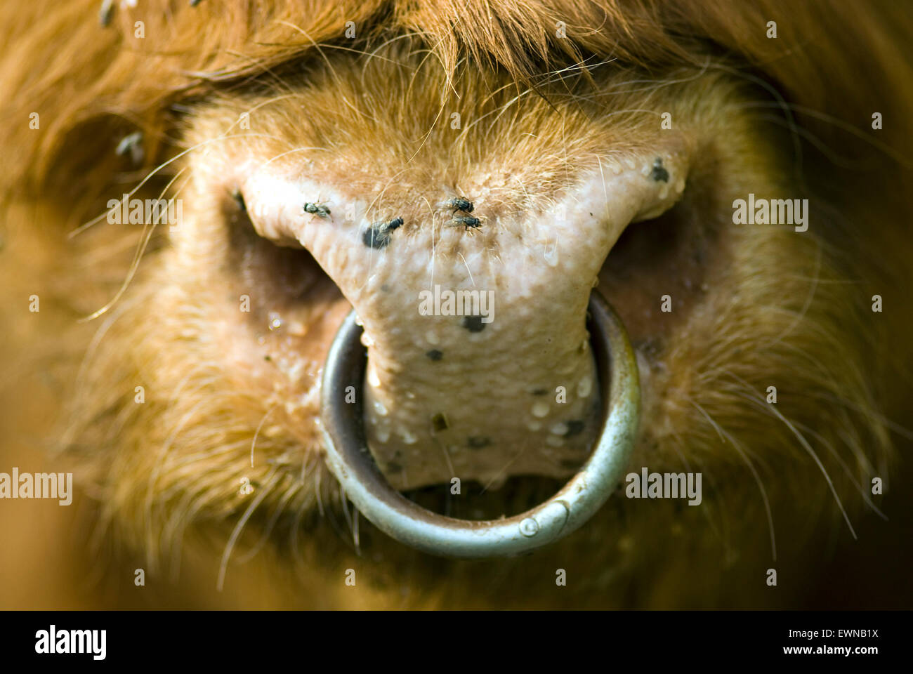 Nose ring of a Scotland highland cattle Stock Photo