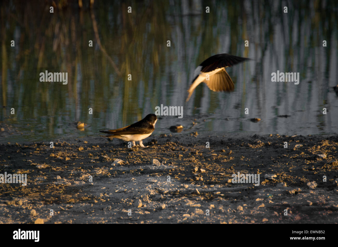 Migratory house martins collecting wet mud from a pools bankside to build their nests Stock Photo