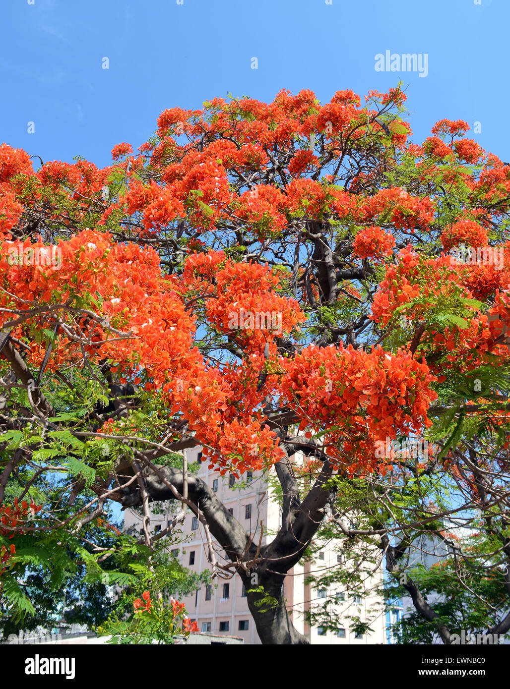 Havana, Cuba Royal Poinciana Tree (Flamboyán Stock Photo Alamy