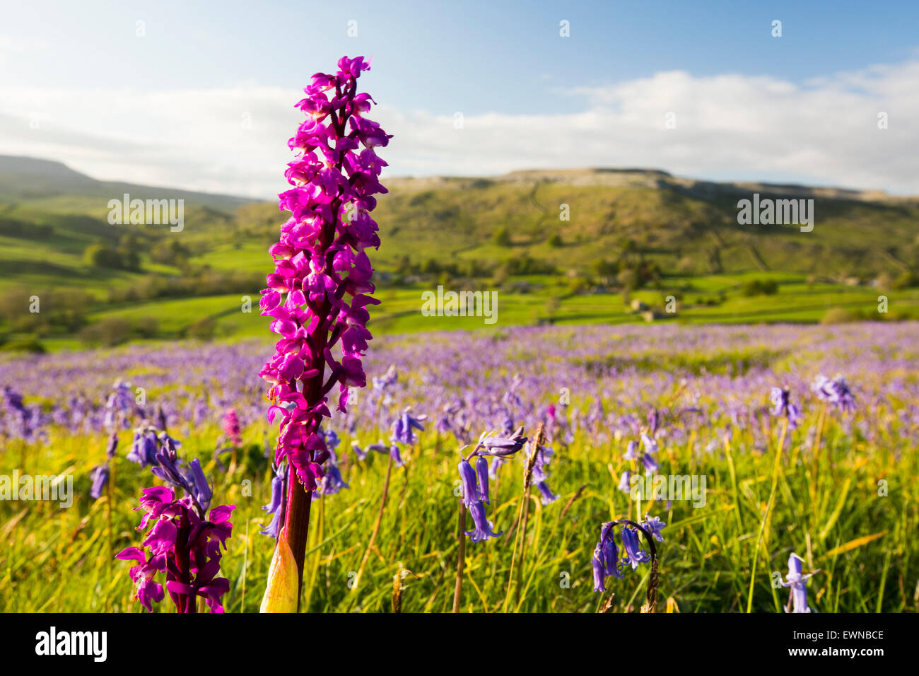 Bluebells and an Early Purple Orchid (Orchis mascula) above Austwick in the Yorkshire Dales, UK. Stock Photo