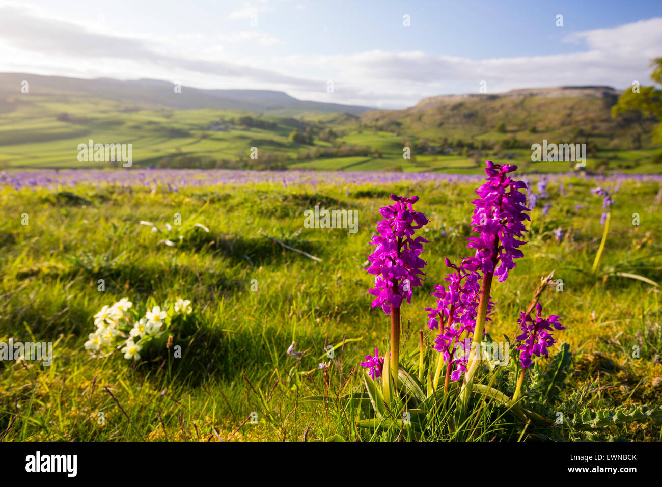 Bluebells, Primroses and an Early Purple Orchid (Orchis mascula) above Austwick in the Yorkshire Dales, UK. Stock Photo