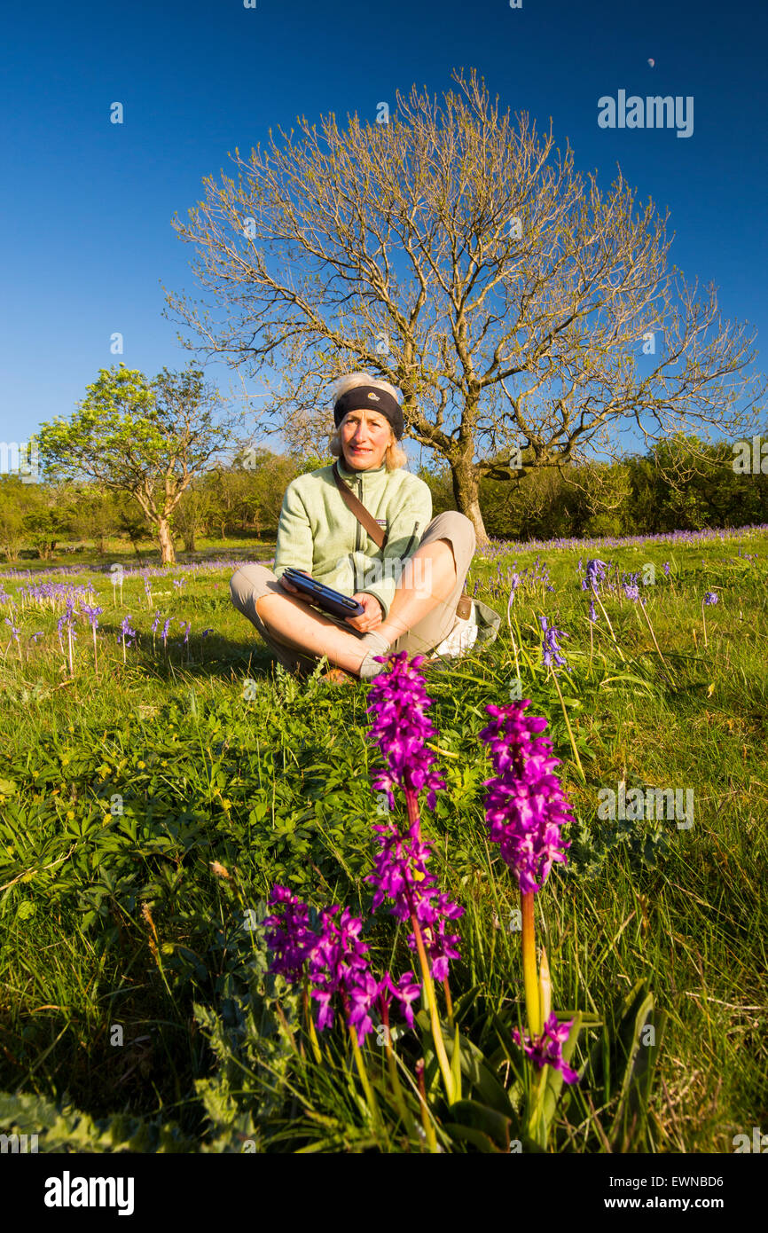 A woman sitting amongst Bluebells and Early Purple Orchids (Orchis mascula) above Austwick in the Yorkshire Dales, UK. Stock Photo