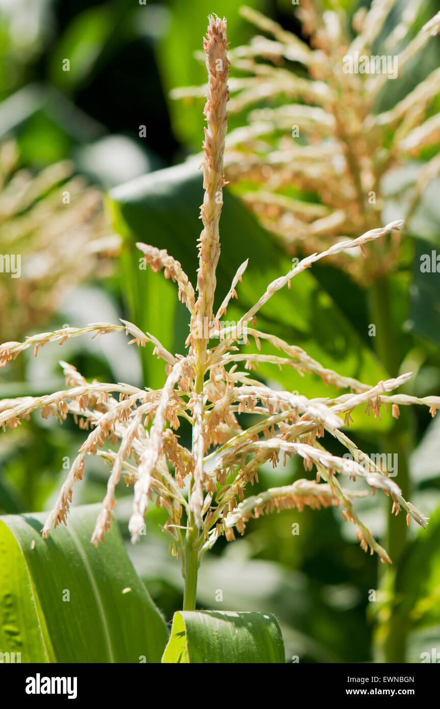 Corn(Zea mays) blossom, detail in florescence Stock Photo