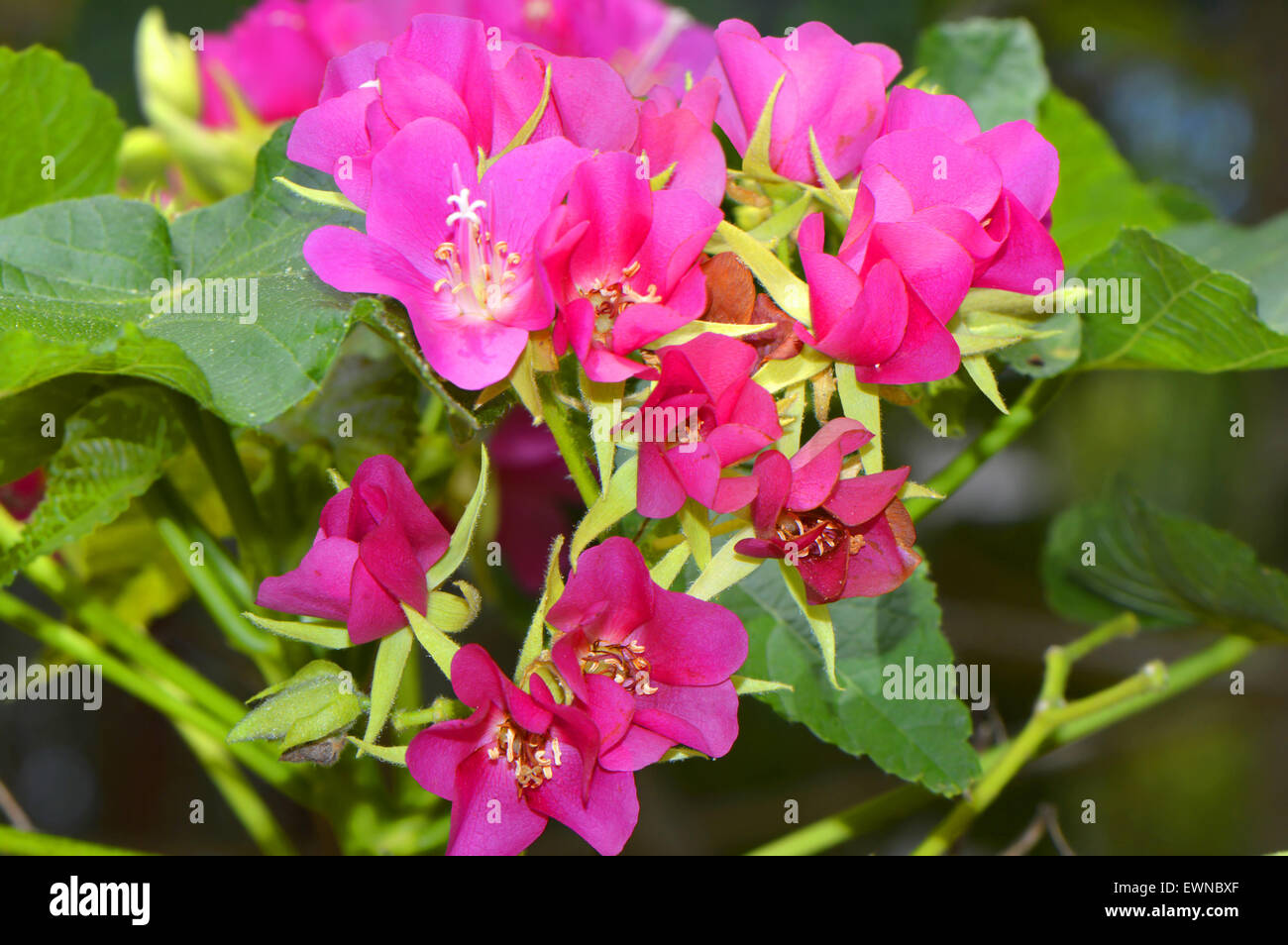 Seminole dombeya, Tropical Hydrangea dombeya burgessiae 'seminole' Stock Photo